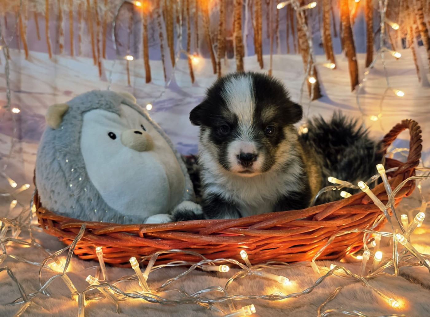 Clos des duchesses - Chiots disponibles - Welsh Corgi Pembroke