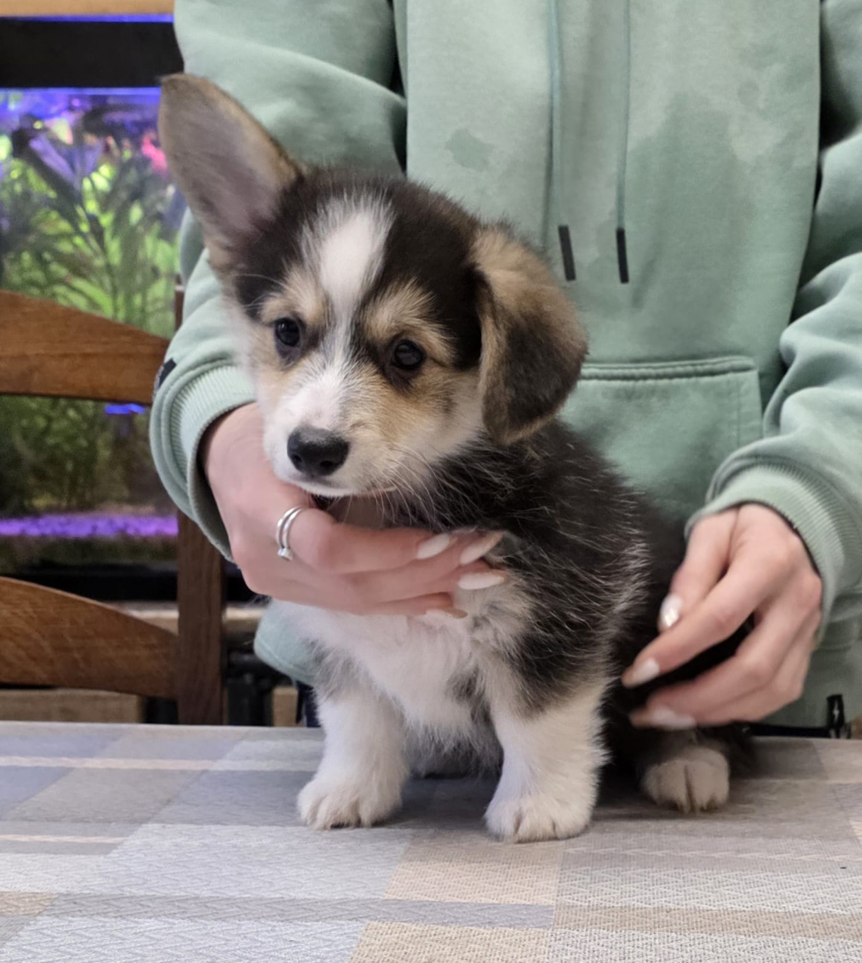 Clos des duchesses - Chiots disponibles - Welsh Corgi Pembroke