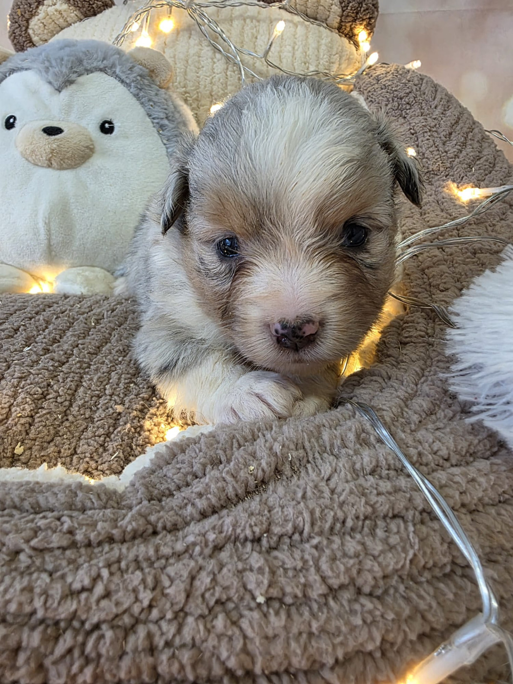 Clos des duchesses - Chiots disponibles - Berger Américain Miniature 