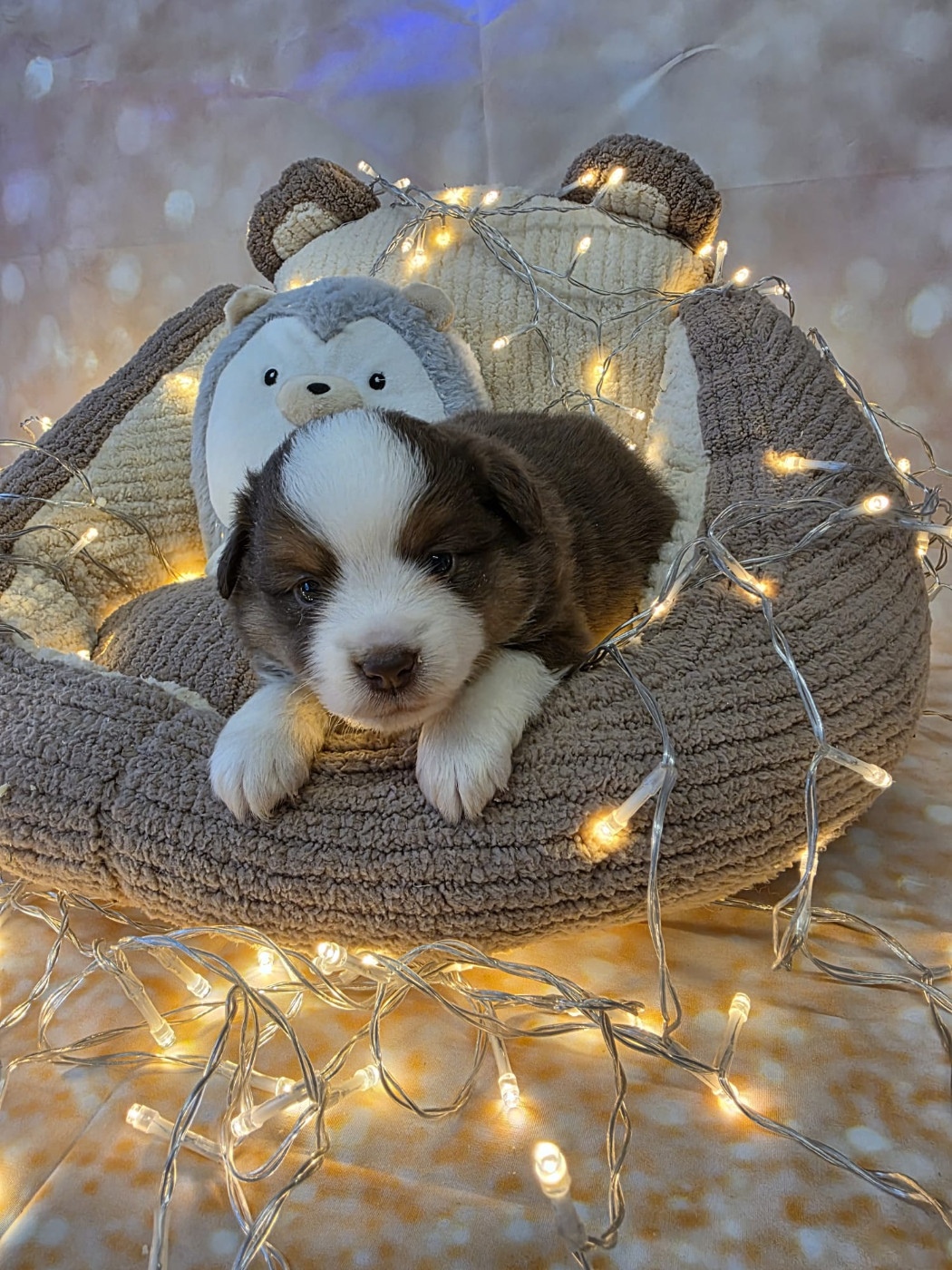 Clos des duchesses - Chiots disponibles - Berger Américain Miniature 