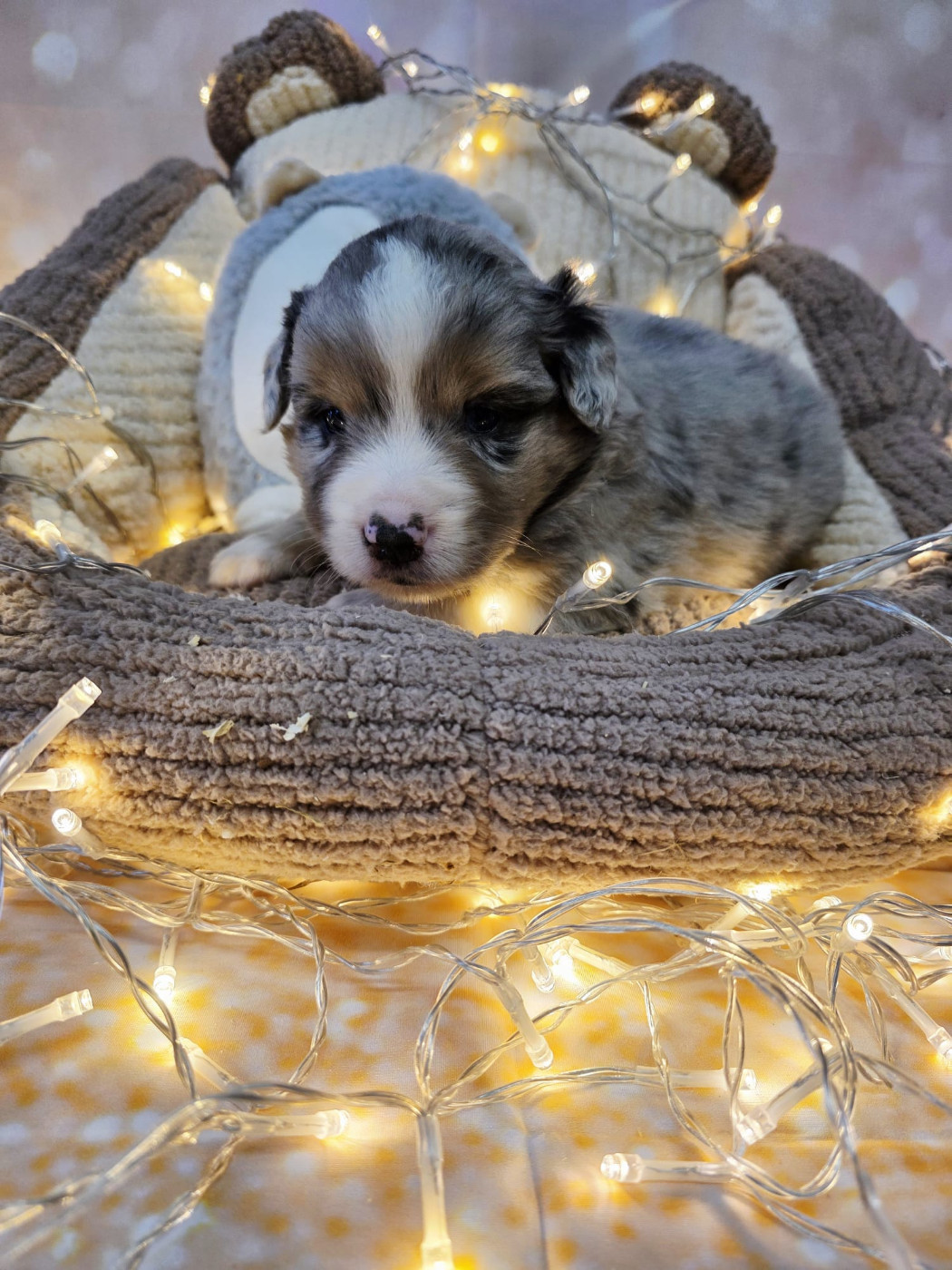 Clos des duchesses - Chiots disponibles - Berger Américain Miniature 