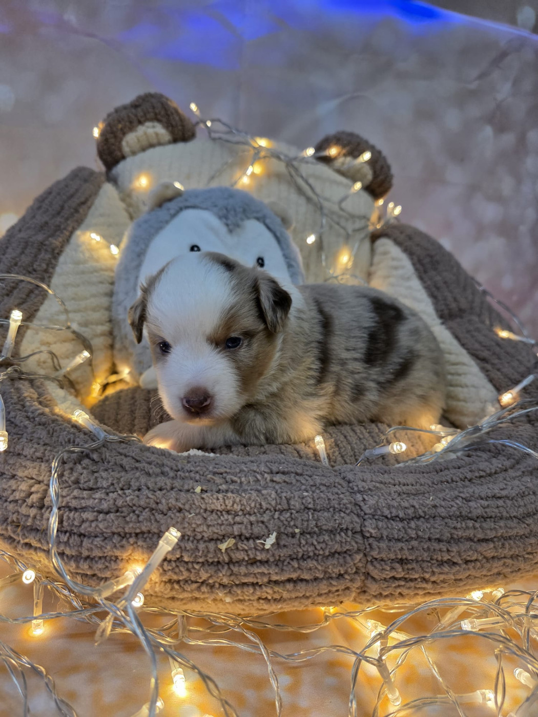 Clos des duchesses - Chiots disponibles - Berger Américain Miniature 