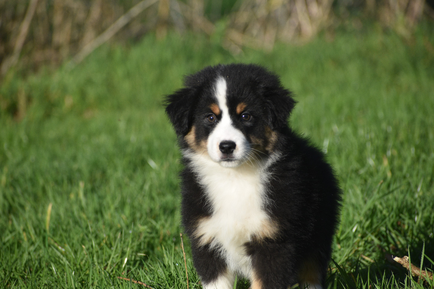 Clos des duchesses - Chiots disponibles - Berger Américain Miniature 