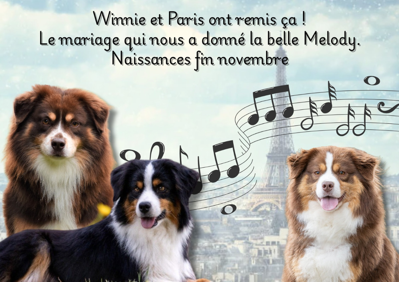 Clos des duchesses - Berger Américain Miniature  - Portée née le 21/11/2025