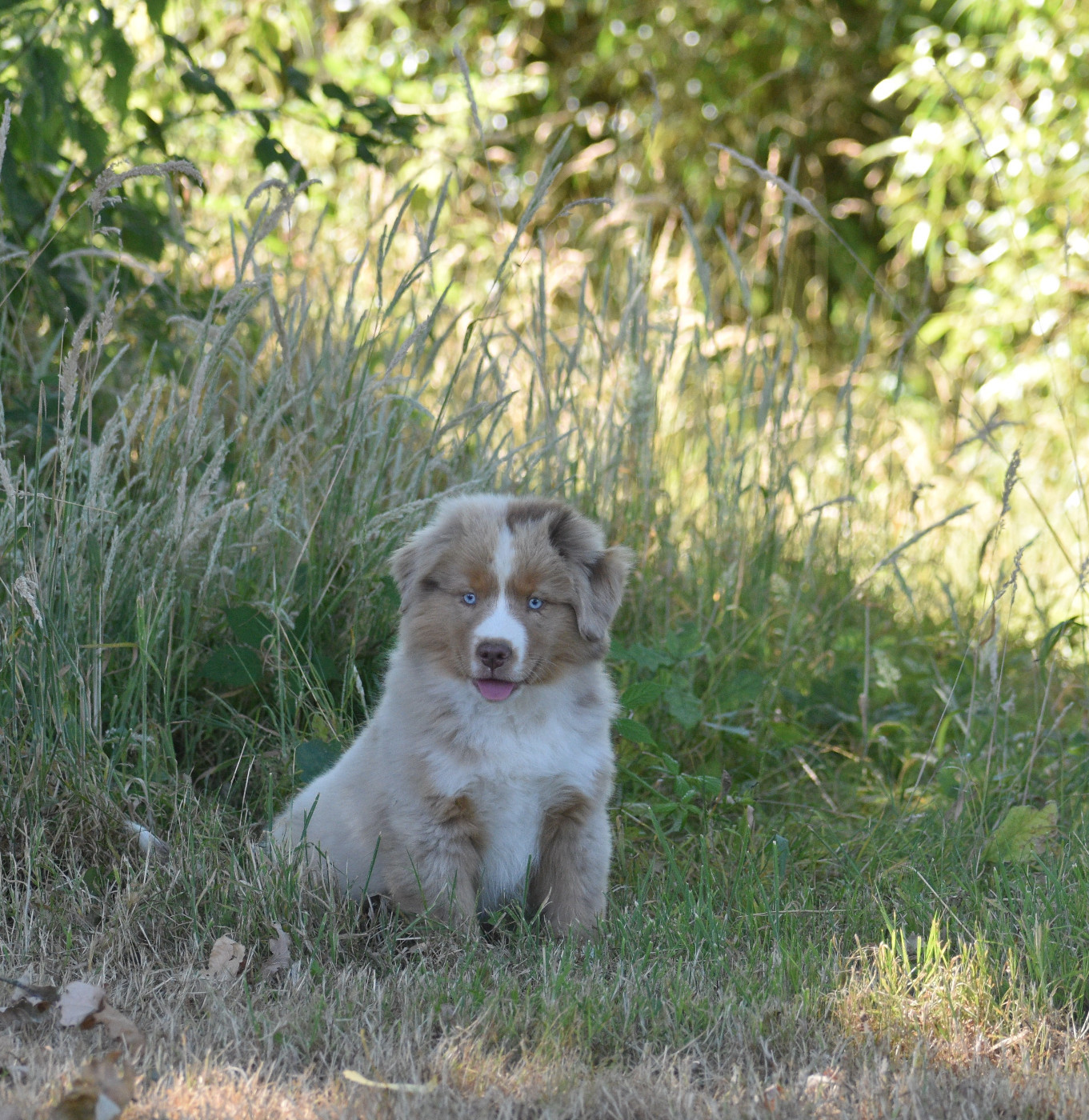 Du Clos des duchesses - Chiots disponibles - Berger Américain Miniature 