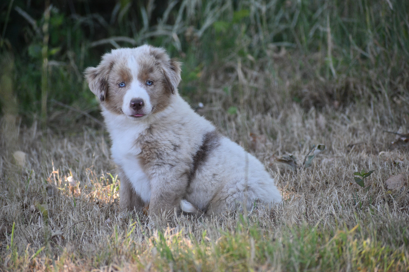 Du Clos des duchesses - Chiots disponibles - Berger Américain Miniature 