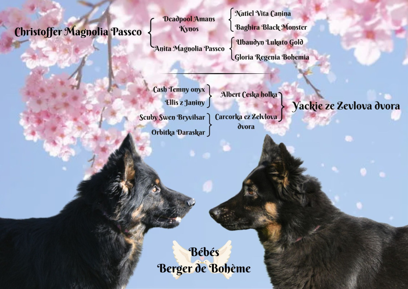 Chiot Berger de boheme Du Clos des duchesses