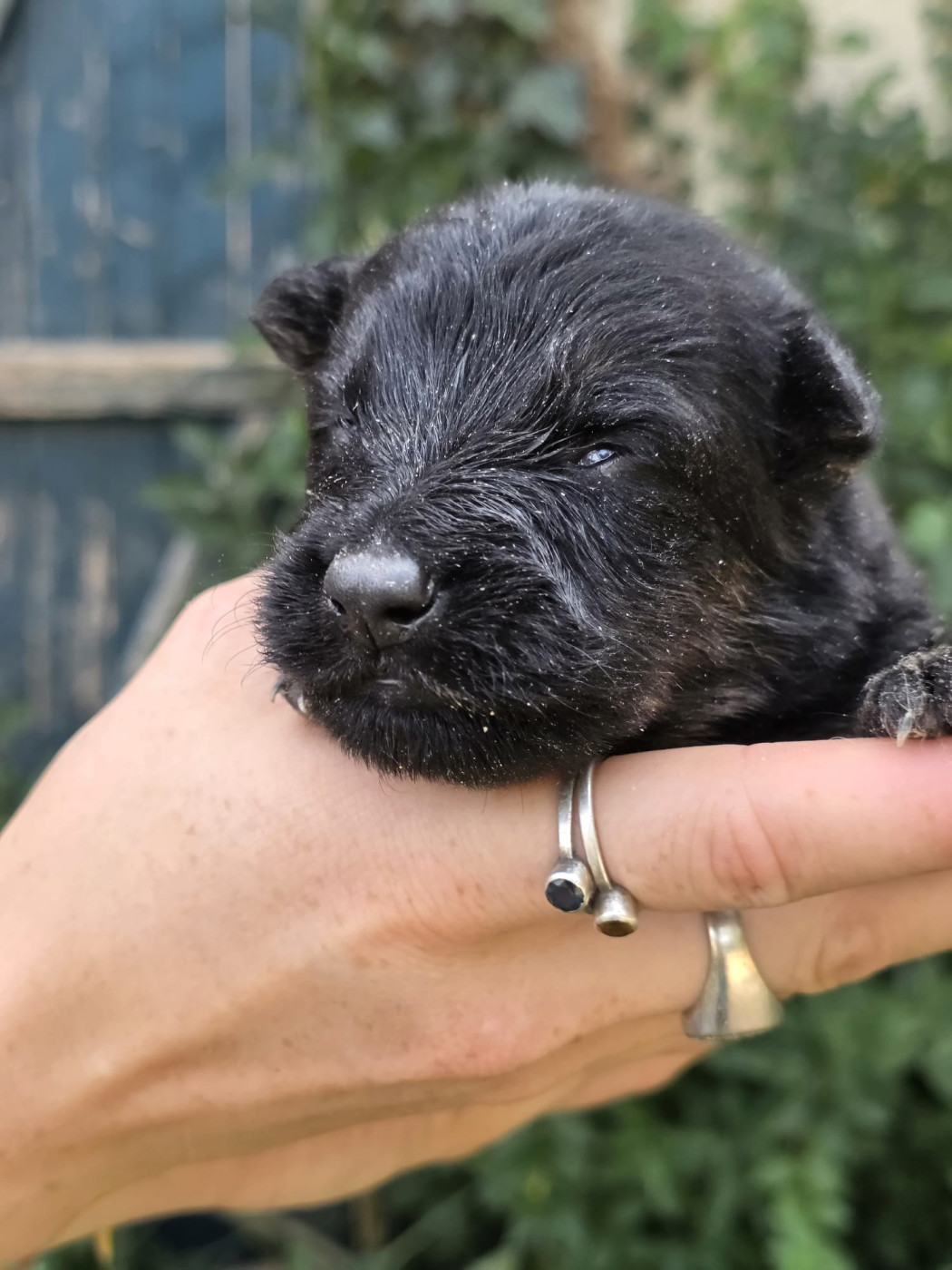 Du Clos des duchesses - Chiots disponibles - Berger de boheme