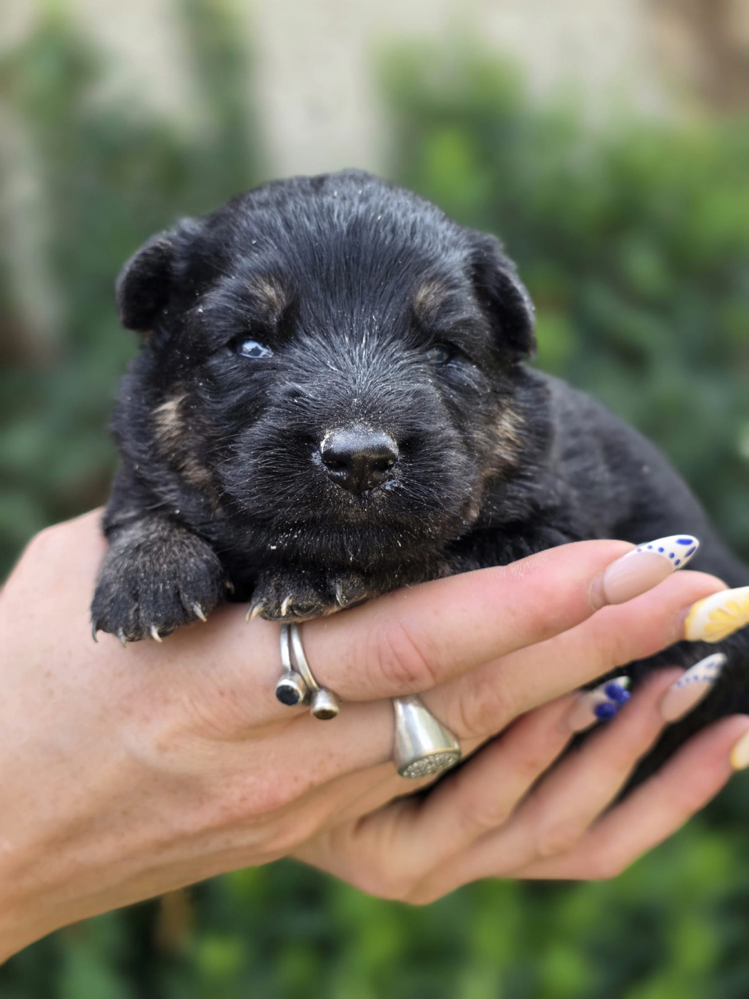 Du Clos des duchesses - Chiots disponibles - Berger de boheme