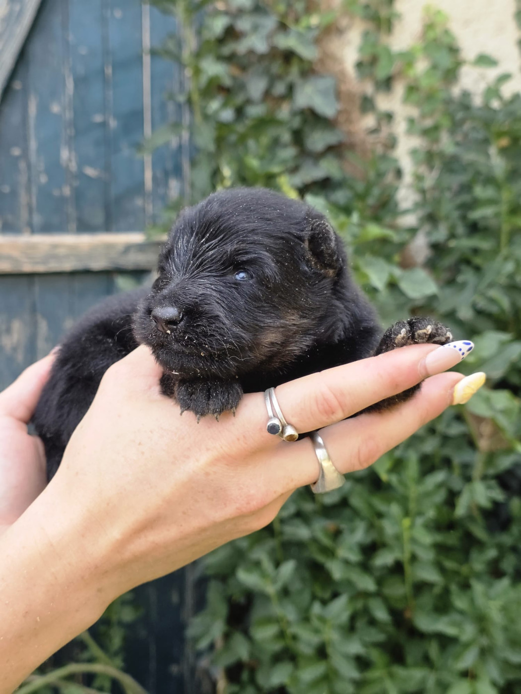 Du Clos des duchesses - Chiots disponibles - Berger de boheme