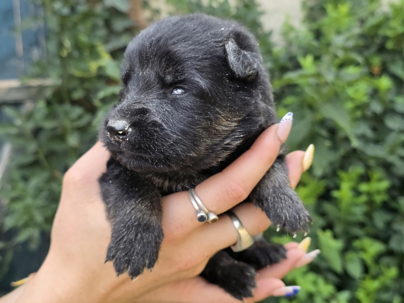 Du Clos des duchesses - Chiots disponibles - Berger de boheme