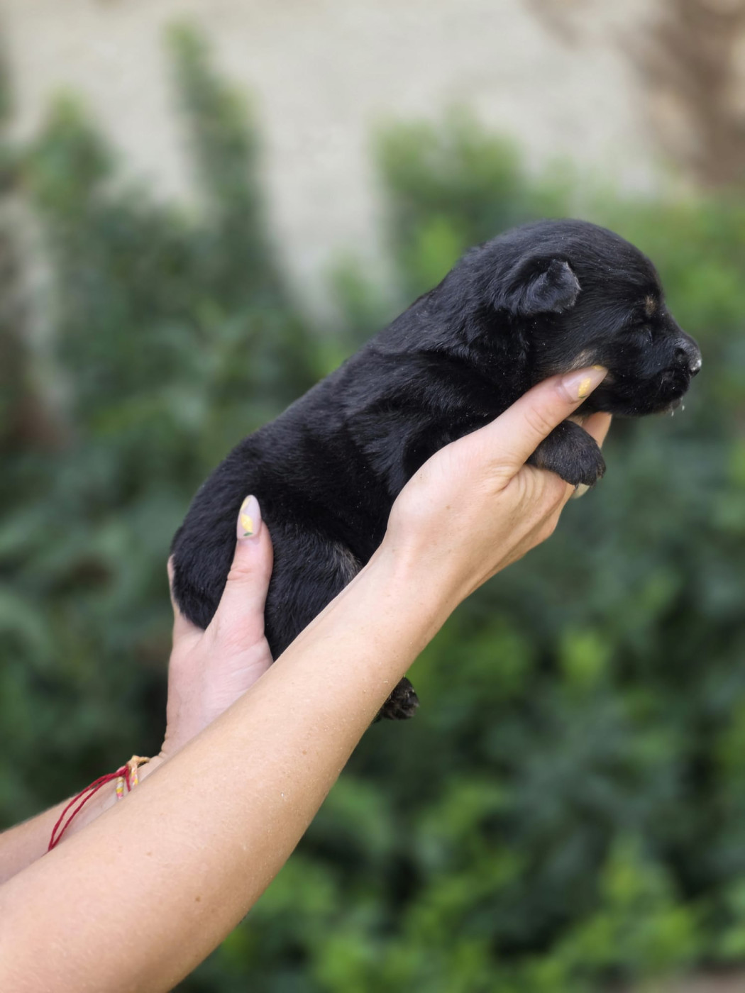 Du Clos des duchesses - Chiots disponibles - Berger de boheme