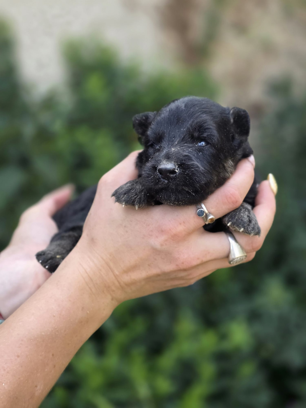 Du Clos des duchesses - Chiots disponibles - Berger de boheme