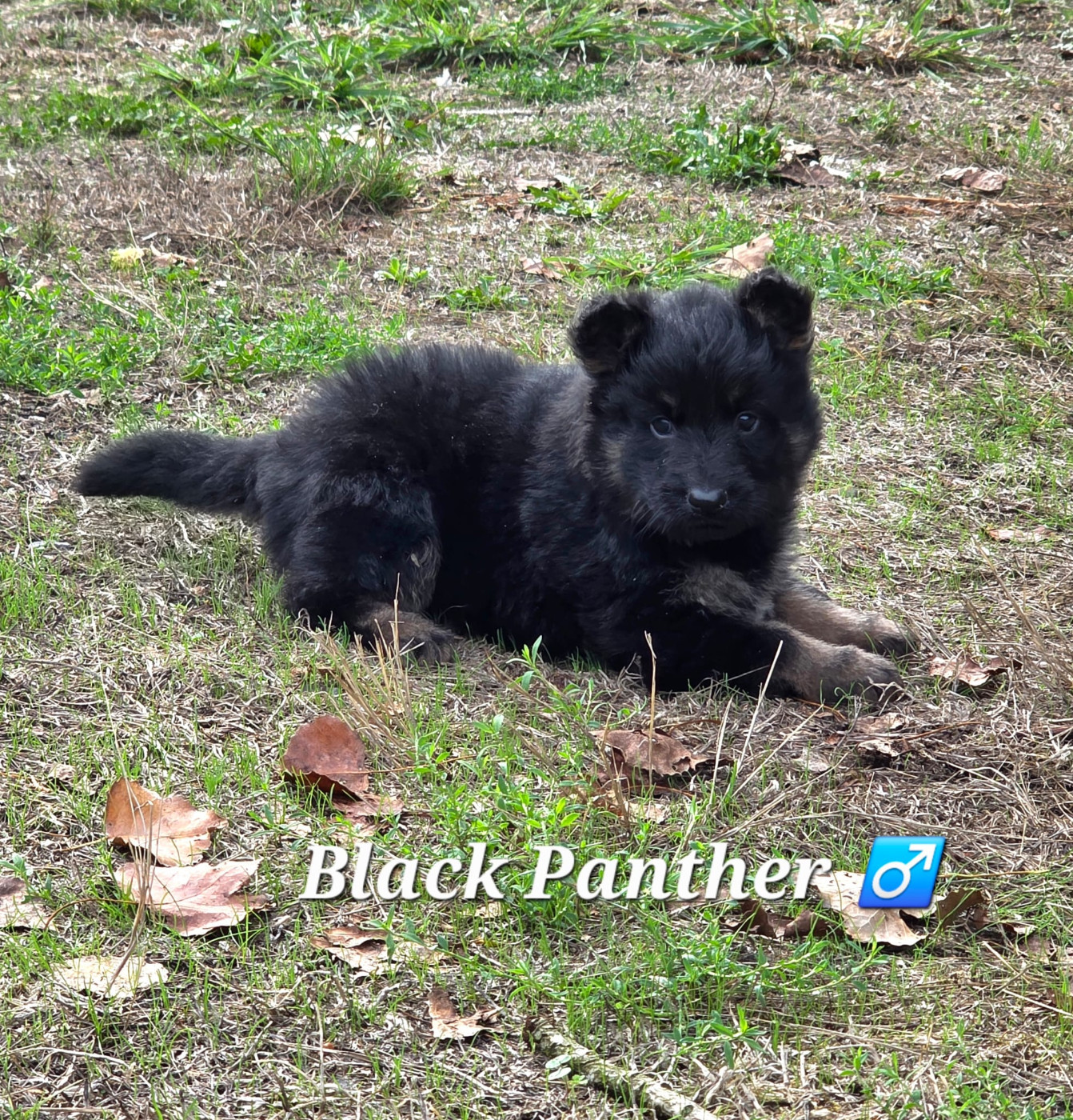 Du Clos des duchesses - Chiots disponibles - Berger de boheme
