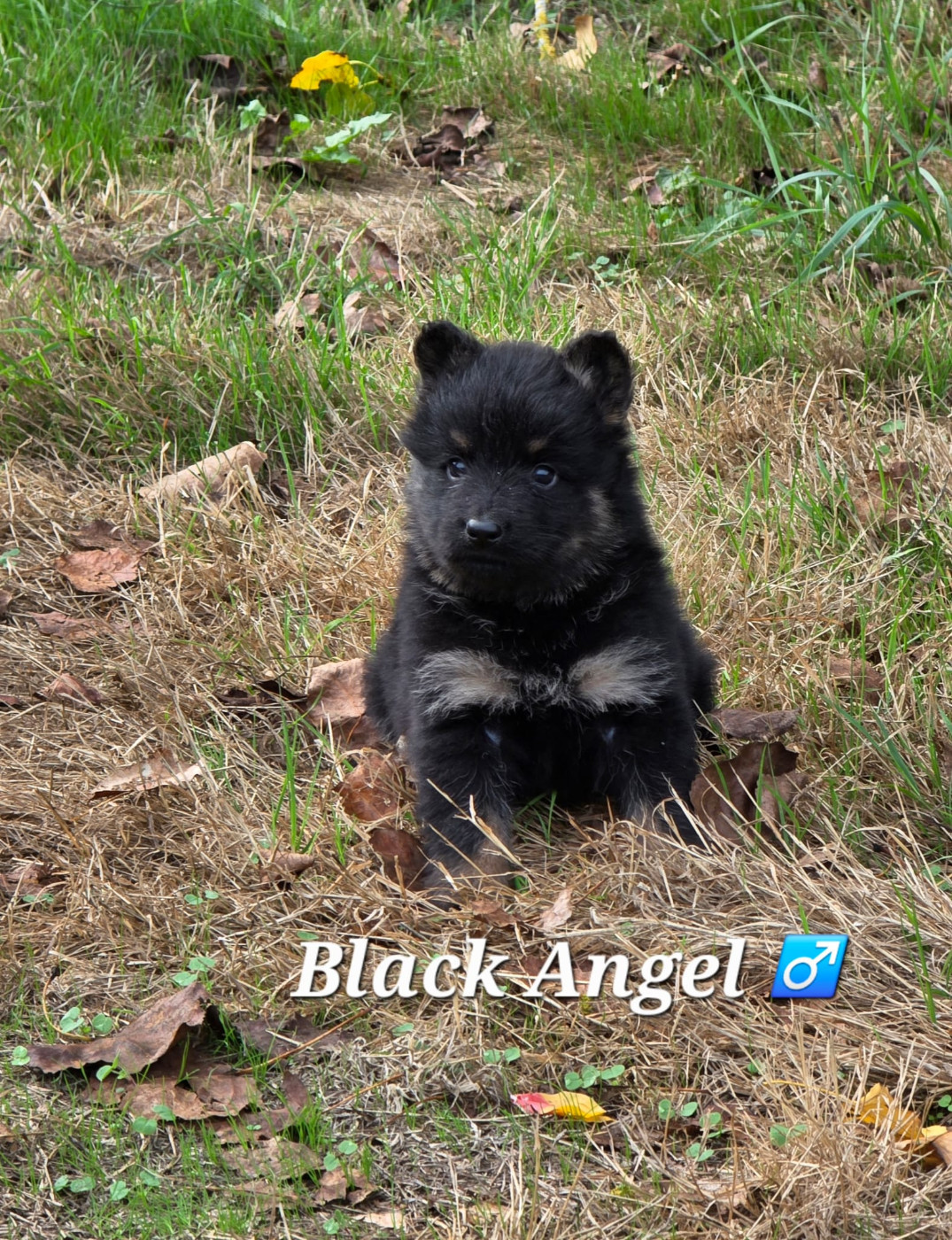 Du Clos des duchesses - Chiots disponibles - Berger de boheme