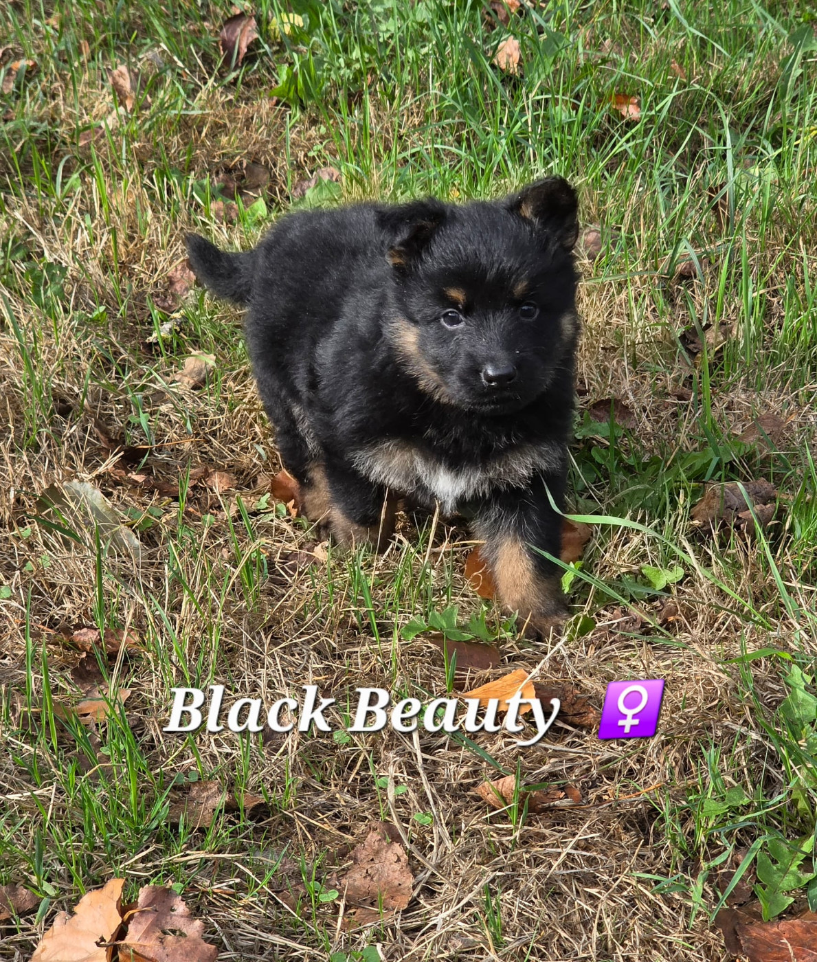 Du Clos des duchesses - Chiots disponibles - Berger de boheme