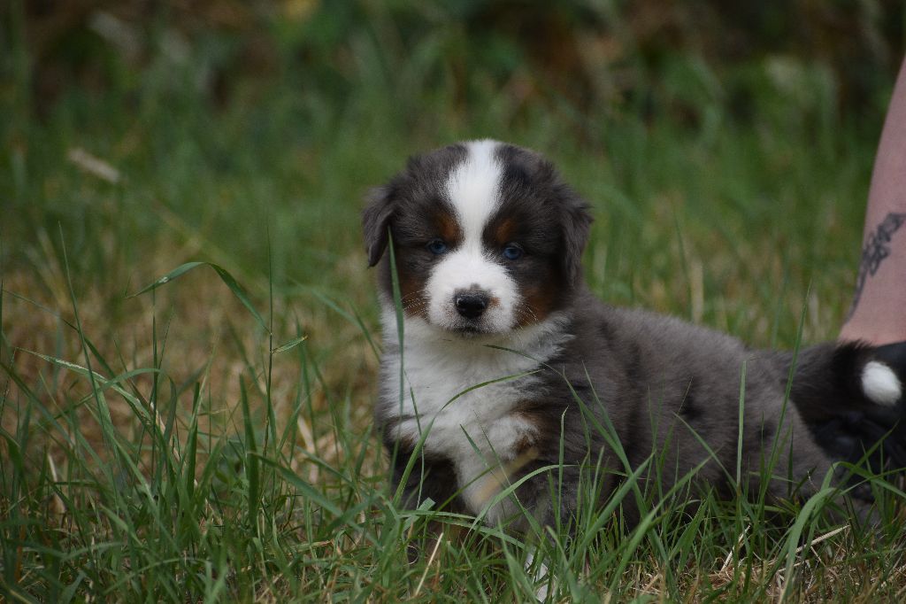 Clos des duchesses - Chiots disponibles - Berger Américain Miniature 