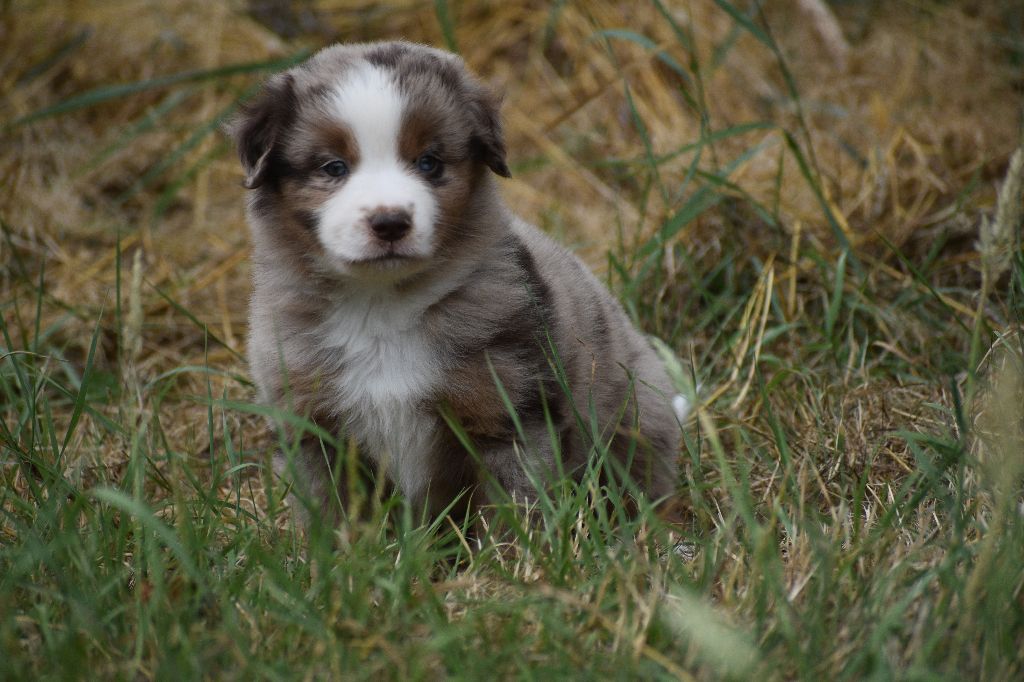 Clos des duchesses - Chiots disponibles - Berger Américain Miniature 