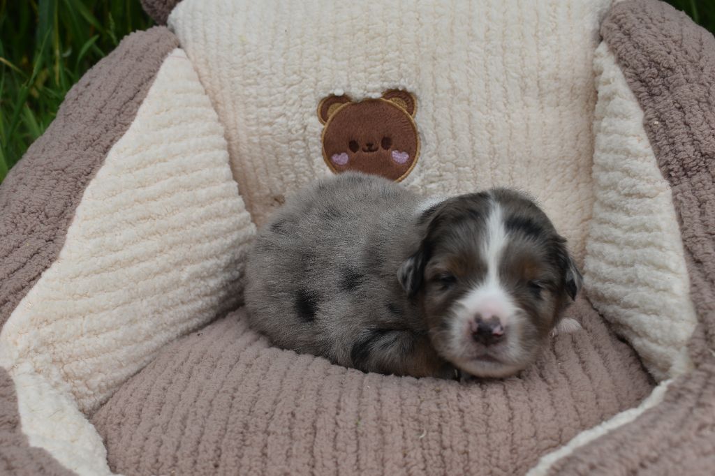 Clos des duchesses - Chiots disponibles - Berger Américain Miniature 