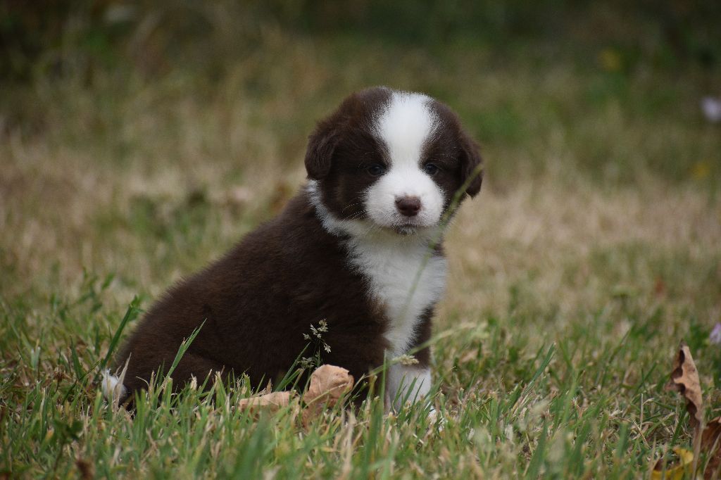 Clos des duchesses - Chiots disponibles - Berger Américain Miniature 