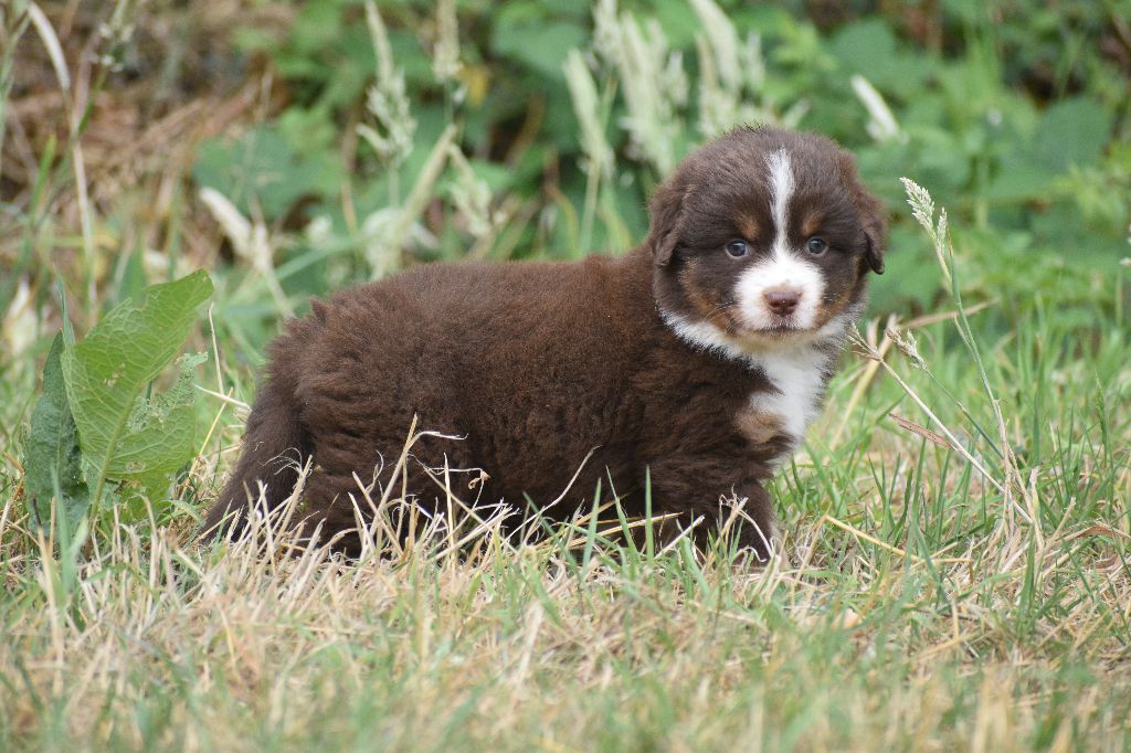 Clos des duchesses - Chiots disponibles - Berger Américain Miniature 