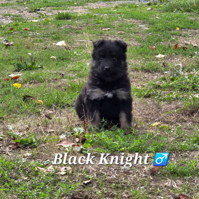 Black Knight