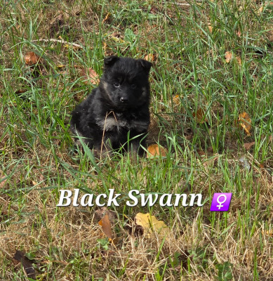 Black Swann