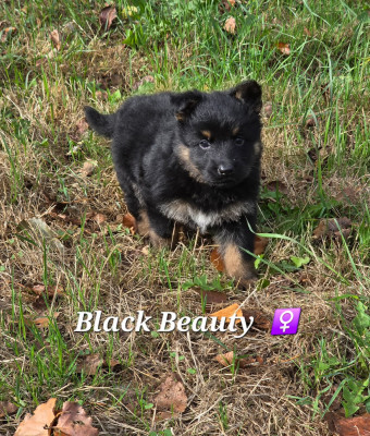 Black Beauty