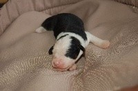 RUFUS