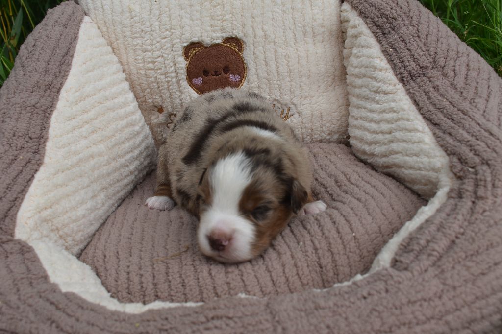 Clos des duchesses - Chiots disponibles - Berger Américain Miniature 