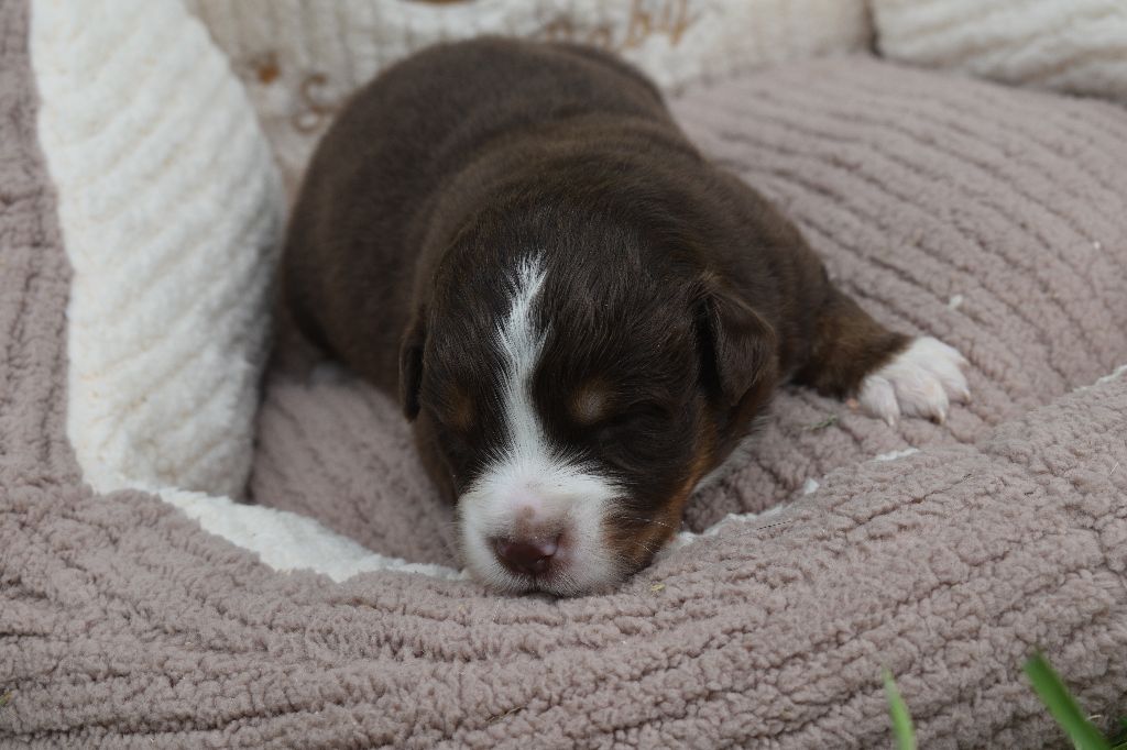 Clos des duchesses - Chiots disponibles - Berger Américain Miniature 